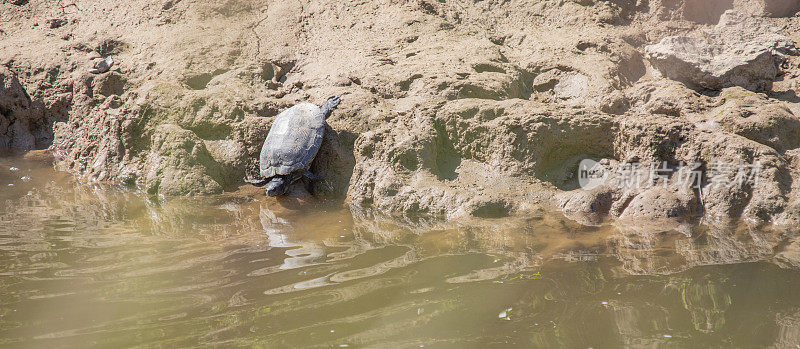 池塘滑块-(Trachemys scripta) Llobregat河，